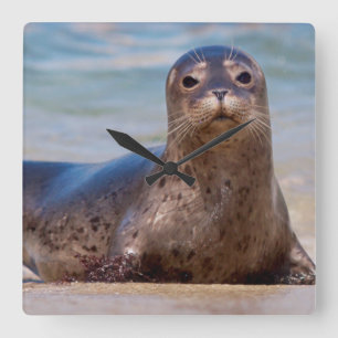Eine Robbe an einem Strand entlang der Pazifikküst Quadratische Wanduhr