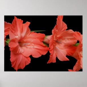 eine rosa Gladiola Poster
