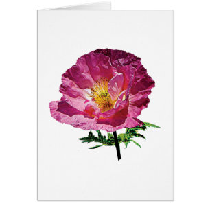 Eine rosa Mohnblume