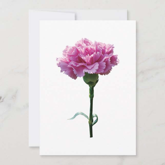 Eine rosa Nelke (Vorderseite)