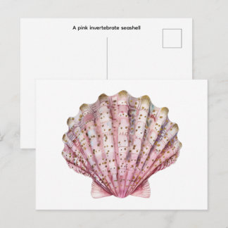 Eine rosa wirbellose Meeresmuschel Postkarte