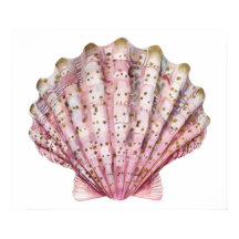 Eine rosa wirbellose Meeresschnecke 