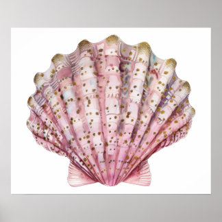Eine rosa wirbellose Meeresschnecke  Poster
