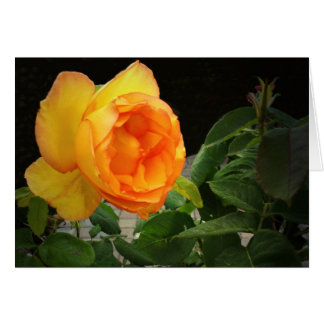 Eine Rose für meinen Bruder