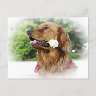 Eine Rose für Sie Postkarte