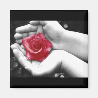 Eine Rose in Hand 2 Magnet