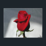 Eine Rose Postkarte<br><div class="desc">ein Single,  eine rote Rose für den Lieben in deinem Leben</div>