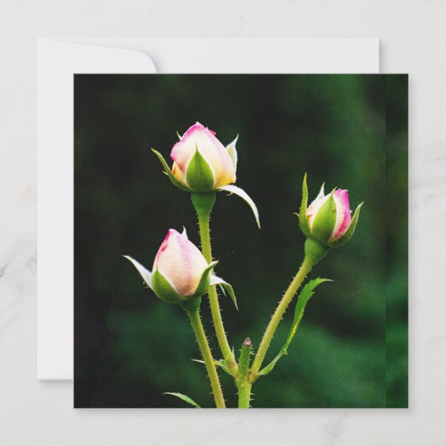 Eine Rosenbude-Blume (Vorderseite)