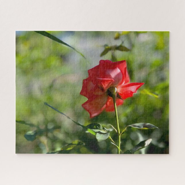 Eine rote Rose (Horizontal)