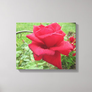 Eine Rote Rose an der Regenmauer Leinwanddruck
