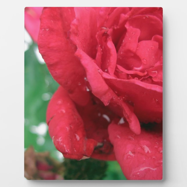 Eine Rote Rose Fotoplatte (Vorderseite)