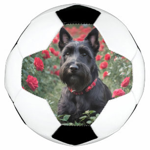 "Eine rote Rose für den schwarzen Scottish Terrier Fußball