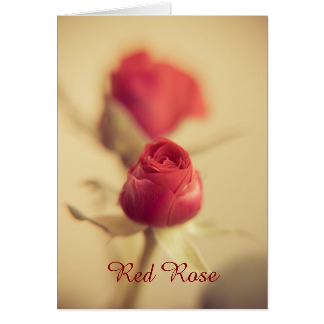 Eine Rote Rose für Ihren... (Vorne)