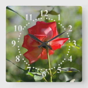 Eine rote Rose Quadratische Wanduhr