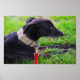 Eine ruhige Windhunde Poster