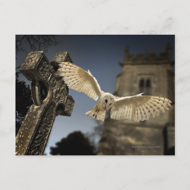 Eine Scheunenschale (Tyto alba) auf einem Friedhof Postkarte (Vorderseite)