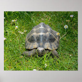 Eine Schildkröte im Gras Poster
