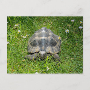 Eine Schildkröte im grünen Gras Postkarte