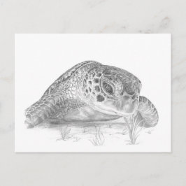 Eine Schildkröte im Grünen im Graustufen Postkarte