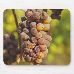 Eine schimmlige Semillon-Traube in Ch Raymond Lafo Mousepad
