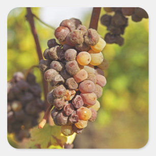 Eine schimmlige Semillon-Traube in Ch Raymond Lafo Quadratischer Aufkleber