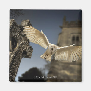 Eine Schleiereule (Tyto alba) in einem Friedhof im Magnet