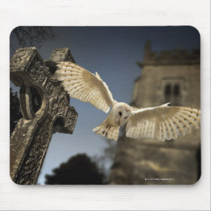 Eine Schleiereule (Tyto alba) in einem Friedhof im Mousepad