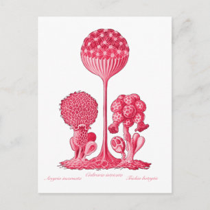 Eine Schleime Postkarte