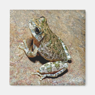 Eine Schlucht Treefrog Magnet