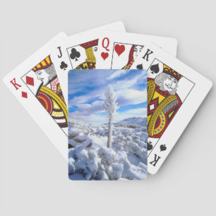 Eine schneebedeckte Yucca Spielkarten