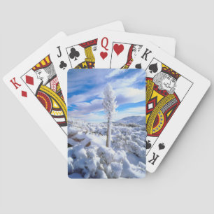 Eine schneebedeckte Yucca Spielkarten