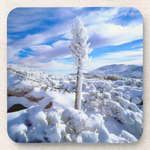 Eine schneebedeckte Yucca Untersetzer