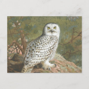 Eine Schneeeule von Weibchen von Archibald Thorbur Postkarte