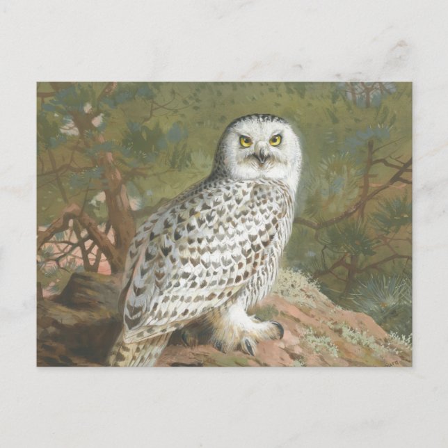 Eine Schneeeule von Weibchen von Archibald Thorbur Postkarte (Vorderseite)