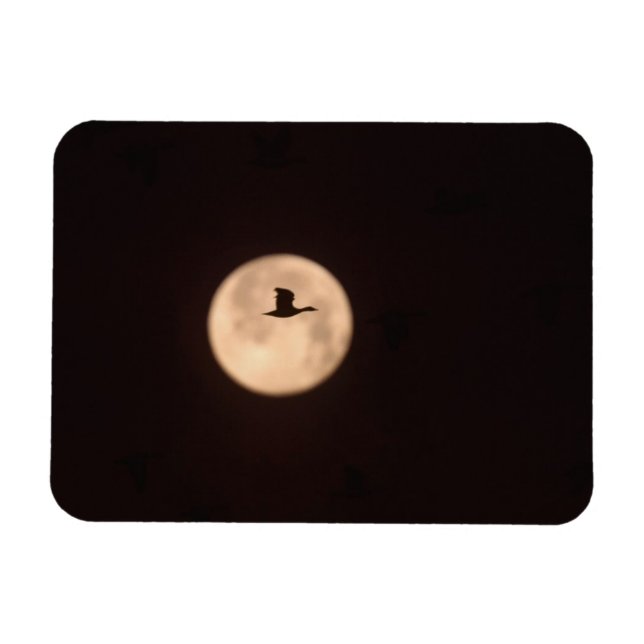 Eine Schneegose gegen Vollmond | Neu Mexiko Magnet (Horizontal)