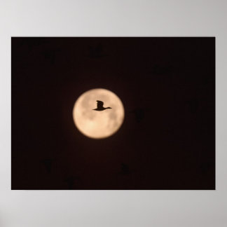 Eine Schneegose gegen Vollmond | Neu Mexiko Poster