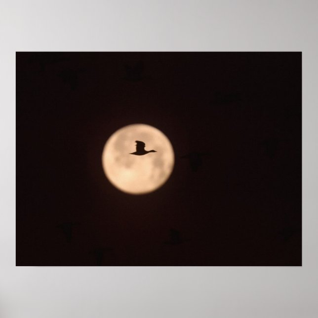 Eine Schneegose gegen Vollmond | Neu Mexiko Poster (Vorne)