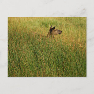 Eine schnelle Spitzenpostkarte Postkarte