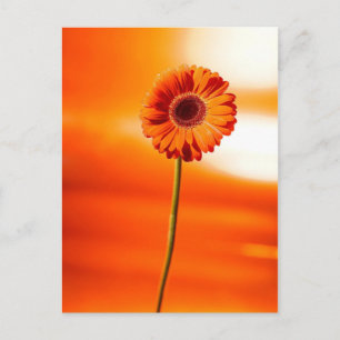 Eine schöne Blume im Sommer Postkarte