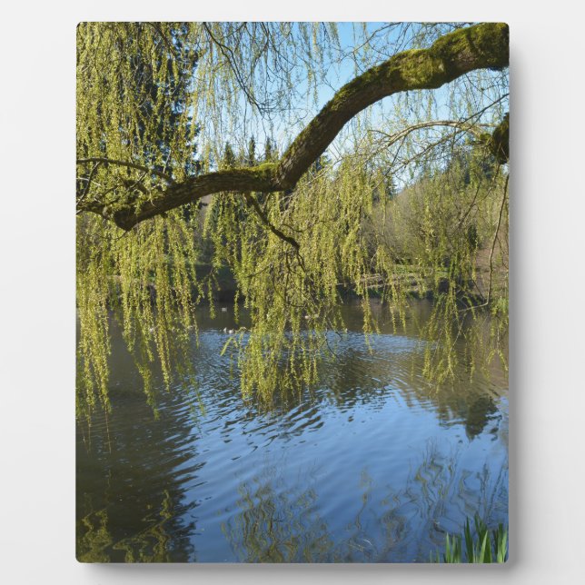 eine schöne Quelle Weiden Bäume am Wasserteich. Fotoplatte (Vorderseite)