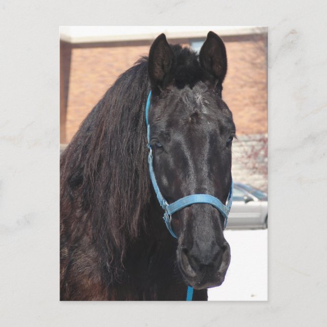 Eine schwarze Schönheit Postkarte (Vorderseite)