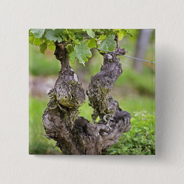 Eine sehr alte Weinrebe im Weinberg Clos de l'Echo Button (Vorderseite)