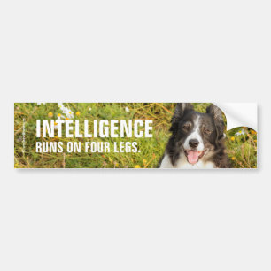 Eine sehr freundliche Border Collie Autoaufkleber
