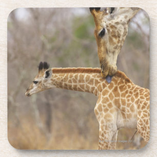 Eine Seitenansicht einer Giraffe, die seine Junge Untersetzer