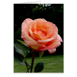 Eine Single-Rose