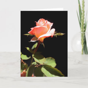 Eine Single-Rose -a Karte