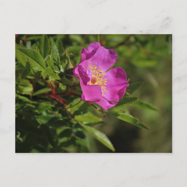 Eine Single Wild Rose Postkarte (Vorderseite)