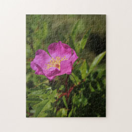 Eine Single-wilde Rose