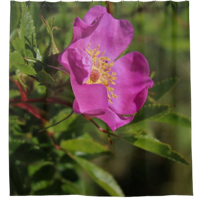 Eine Single-wilde Rose Duschvorhang (Vorderseite)