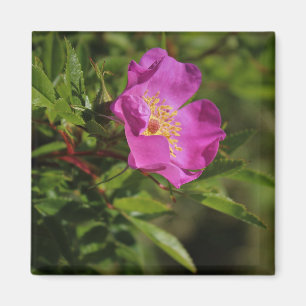 Eine Single-wilde Rose Magnet